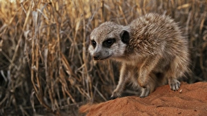 Meercats Prints: Meerkat (Suricata suricatta) adult