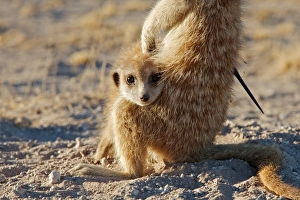 Meerkat (Suricata suricatta) adult, with porcupine quill stuck in side, sitting with young, Kalahari Meerkat Project, Kuruman River Reserve, Kalahari Desert, Northern Cape, South Africa