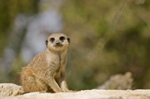 Meercats Prints: Meerkat (Suricata suricatta) adult, sitting on rock, Marwell Zoo