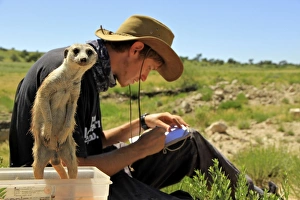 Meerkat (Suricata suricatta) adult, standing on hind legs in box, beside researcher taking notes, Kalahari Meerkat Project, Kuruman River Reserve, Kalahari Desert, Northern Cape, South Africa