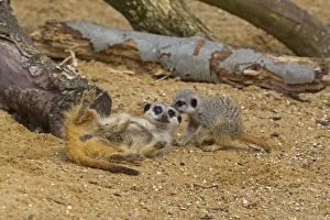 Meercats Prints: Meerkat (Suricata suricatta) adult and baby, playfighting on sand (captive)