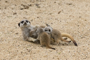 Suckles Prints: Meerkat (Suricata suricatta) adult female with babies, suckling (captive)