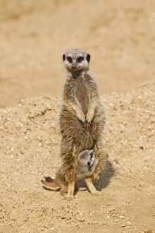 Meerkat (Suricata suricatta) adult female and baby, standing on sand (captive)