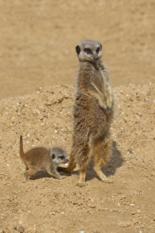 Meerkat (Suricata suricatta) adult female and baby, standing on sand (captive)