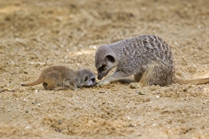 Meerkat (Suricata suricatta) adult female and baby, foraging for food on sand (captive)