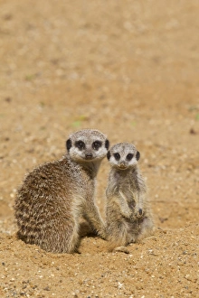 Captive Prints: Meerkat (Suricata suricatta) adult female and baby, sitting on sand (captive)