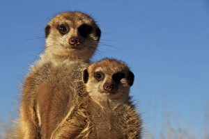 Meercats Prints: Meerkat (Suricata suricatta) adult and juvenile