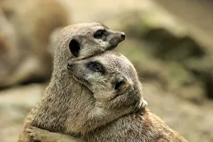 Trending: Meerkat (Suricata suricatta) adult pair, hugging (captive)