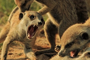 Meercats Prints: Meerkat (Suricata suricatta) adults