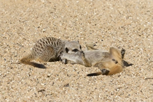 Meerkat (Suricata suricatta) two adults, playfighting on sand (captive)