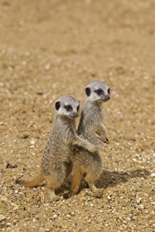 Meercats Prints: Meerkat (Suricata suricatta) two babies, standing on hind legs on sand (captive)