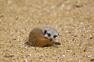 Meercats Prints: Meerkat (Suricata suricatta) baby, resting on sand (captive)