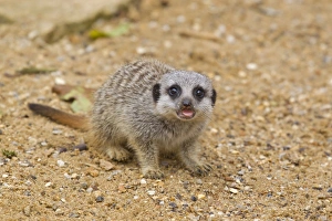 Meercats Prints: Meerkat (Suricata suricatta) baby, with tongue out, standing on sand (captive)
