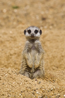 Special Prints: Meerkat (Suricata suricatta) baby, sitting on sand, with sandy paws from digging (captive)