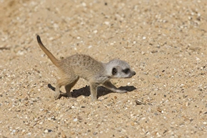 Meerkat (Suricata suricatta) baby, walking on sand (captive)