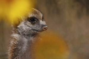 Meercats Prints: Meerkat (Suricata suricatta) juvenile