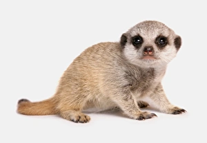 Meercats Prints: Meerkat (Suricata suricatta) juvenile, sitting