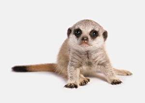 Meerkat (Suricata suricatta) juvenile, sitting