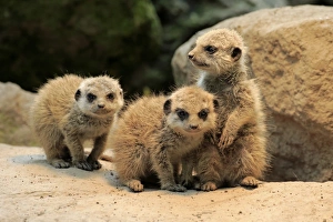 Meerkat (Suricata suricatta) three young, at burrow entrance (captive)