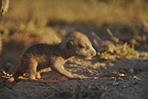 Meercats Prints: Meerkat (Suricata suricatta) young
