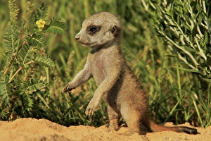 Meerkat (Suricata suricatta) young, standing on hind legs at burrow entrance, Kalahari Meerkat Project, Kuruman River Reserve, Kalahari Desert, Northern Cape, South Africa