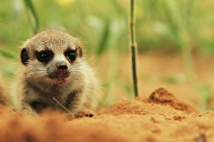 Meerkat (Suricata suricatta) young, at burrow entrance, Kalahari Meerkat Project, Kuruman River Reserve, Kalahari Desert, Northern Cape, South Africa