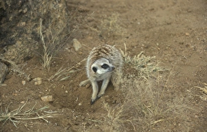 Meercats Prints: Meerkat/Suricate (Suricata suricatta) Namibia