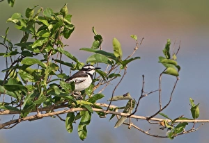 Cambodia Prints: Mekong Wagtail (Motacilla samveasnae) adult male