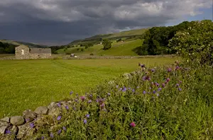 Muker Prints: Melancholy Thistle (Cirsium heterophyllum) and Meadow Cranesbill (Geranium pratense) flowering