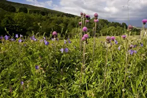 Melancholy Thistle (Cirsium heterophyllum) and Meadow Cranesbill (Geranium pratense) flowering, growing on roadside