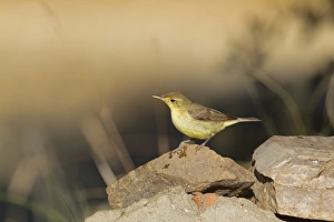 Melodious Warbler (Hippolais polyglotta) adult, perched on rock, Northern Spain, july