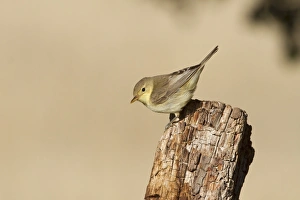 Melodious Warbler (Hippolais polyglotta) juvenile, perched on fencepost, Castilla y Leon, Spain, September