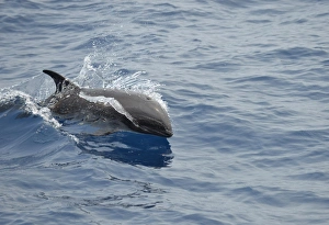 Melon-headed Whale (Peponocephala electra) adult, porpoising, Bali Sea, Lesser Sunda Islands, Indonesia, October