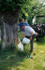Prepare Prints: Men preparing chemical injection of fungicide into Elm (Ulmus sp. ) tree, England
