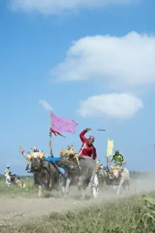 Sports Prints: Men racing carts pulled by Domestic Water Buffaloes (Bubalis bubalis)