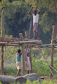 Timber Prints: Men sawing planks using saw pit
