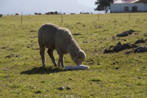 Lamb Prints: Merino ewe with newly born lamb, note the ear tag