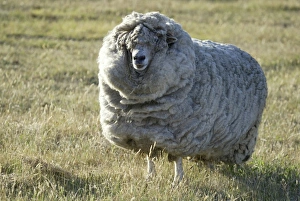 Australia Prints: Merino Sheep Domestic animal - Australia