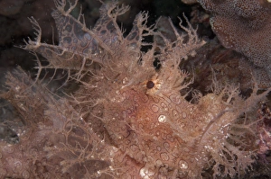 Merlet's Scorpionfish (Rhinopias aphanes) adult, close-up of head, Lembata Island, Solor Archipelago, Lesser Sunda Islands, Indonesia