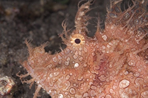 Merlets Scorpionfish (Rhinopias aphanes) adult, close-up of head, at night, Lembata Island, Solor Archipelago