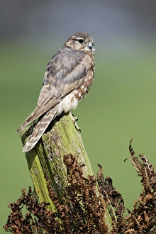 Falcon Prints: Merlin (Falco columbarius) adult female, perched on post, England, april (captive)