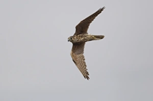 Falcon Prints: Merlin (Falco columbarius) adult female