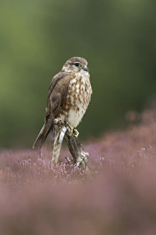 Merlin (Falco columbarius) adult female, perched on stump amongst flowering heather on moorland, Peak District, Derbyshire, England, october