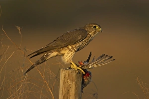 Merlin (Falco columbarius) adult female, feeding on bird prey, standing on post, Lake Kissimmee, Florida, U. S. A