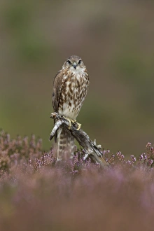 Merlin (Falco columbarius) adult female, perched on stump amongst flowering heather on moorland, Peak District