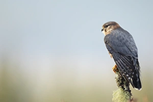 Falcon Prints: Merlin (Falco columbarius) adult male, perched on lichen covered stump, Scotland (captive)