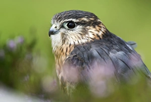 Merlin Falco columbarius adult male, standing on heather moorland, Yorkshire, England, August (captive)