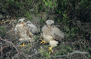 Falcon Prints: Merlin (Falco columbarius) two chicks, sitting in nest on ground, Derbyshire, England