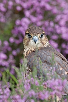 Falcon Prints: Merlin (Falco columbarius) immature, amongst flowering heather, captive