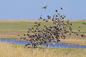 Starling Prints: Merlin (Falco columbarius) immature